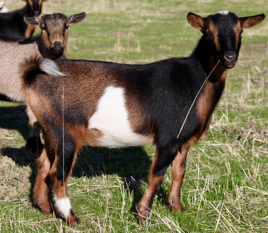 nigerian dwarf goat kids