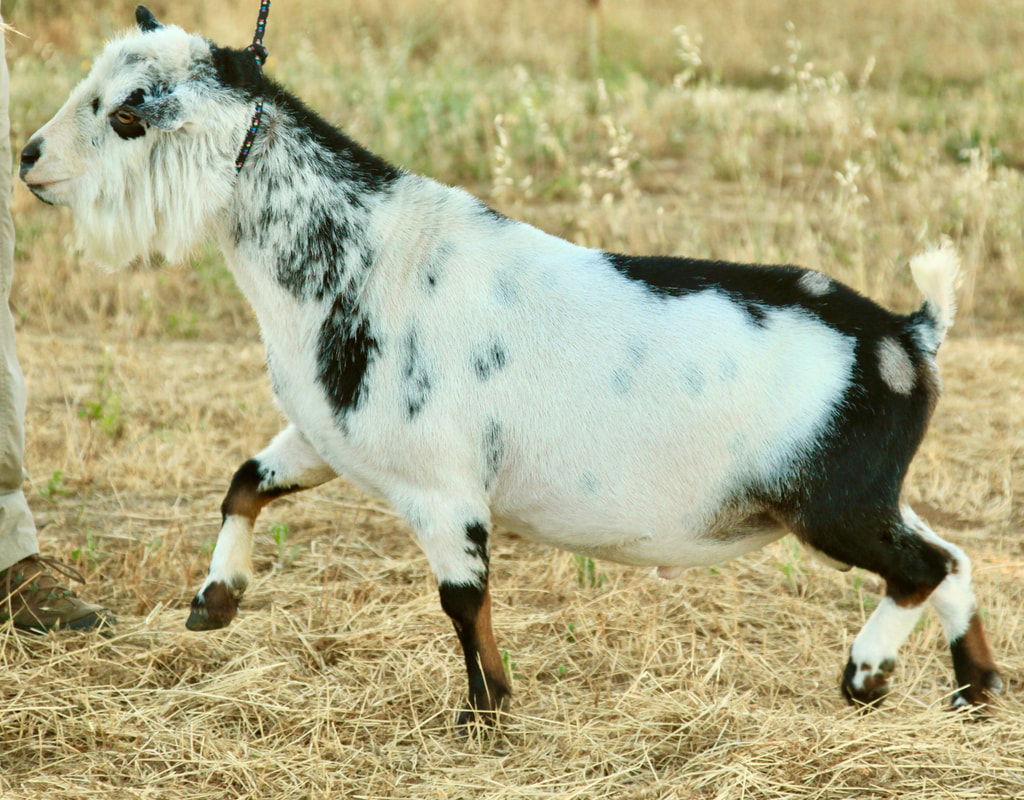 Nigerian dwarf goats in California