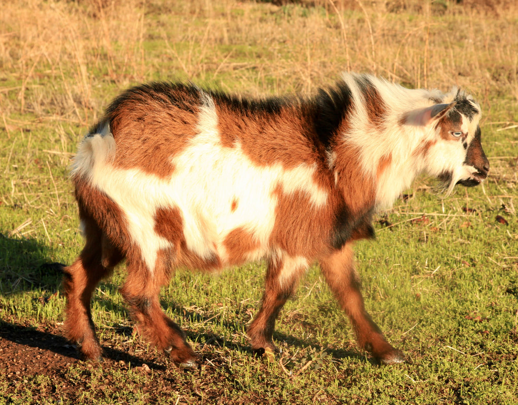 nigerian dwarf goats california