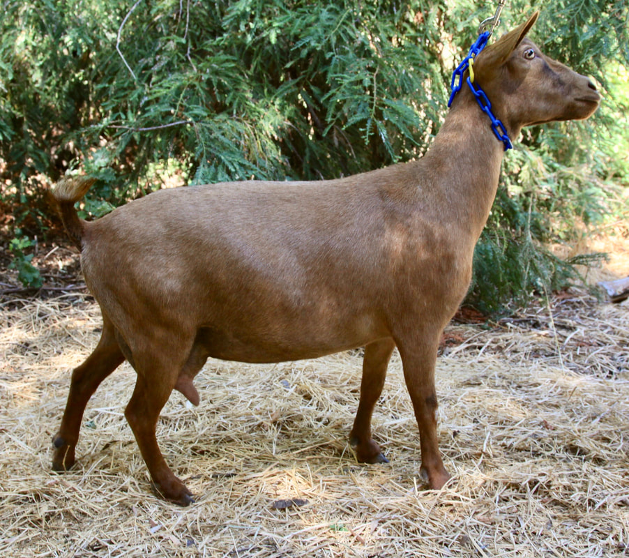 Nigerian dwarf goats for sale in California